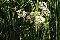 Cicuta virosa Cicuta virosa